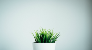 Potted Grass, House Plant