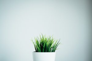 Potted grass, house plant
